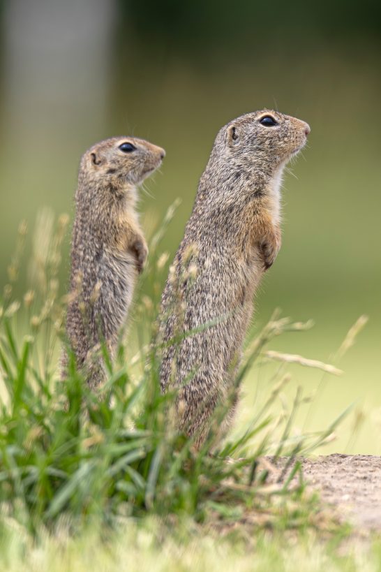 Zwei Ziesel stehen aufrecht im Gras und beobachten die Umgebung.