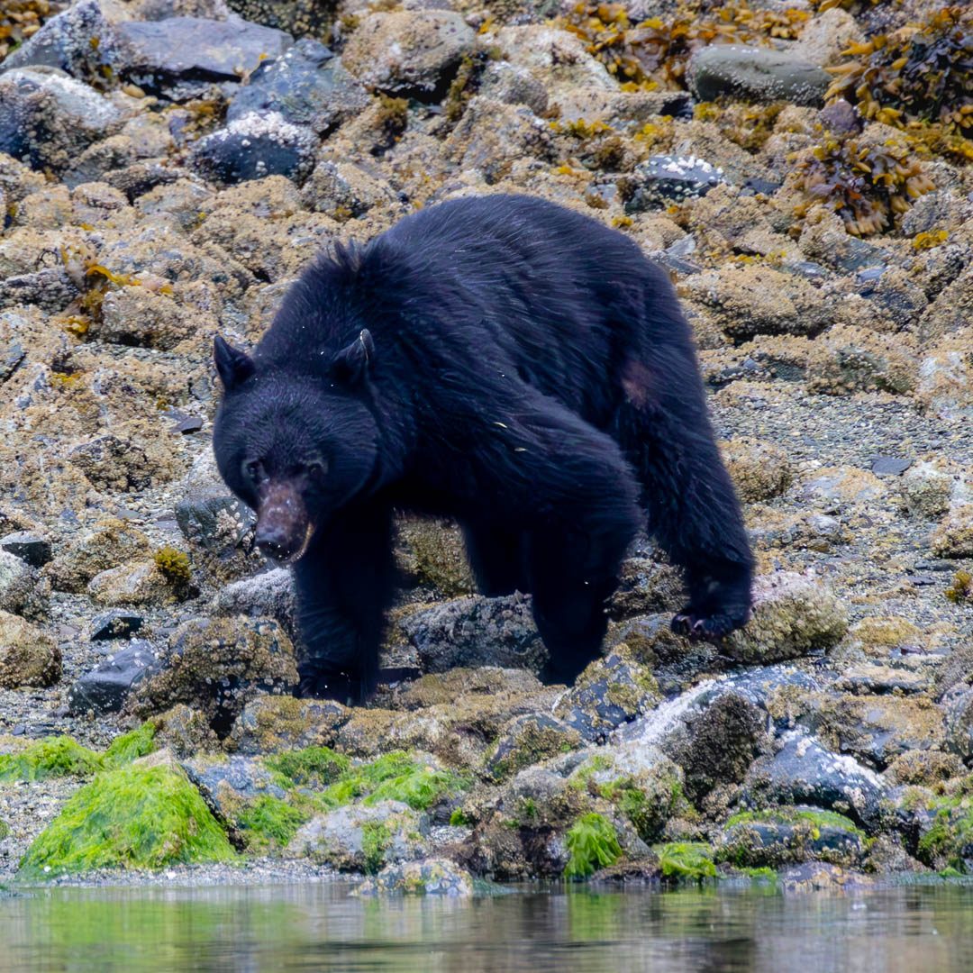 Black bear on rocky bottom, surrounded by moss and algae.