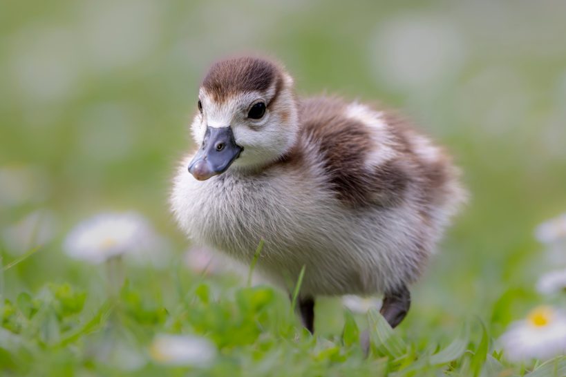 Young duck chick with brown and white plumage on green grass.